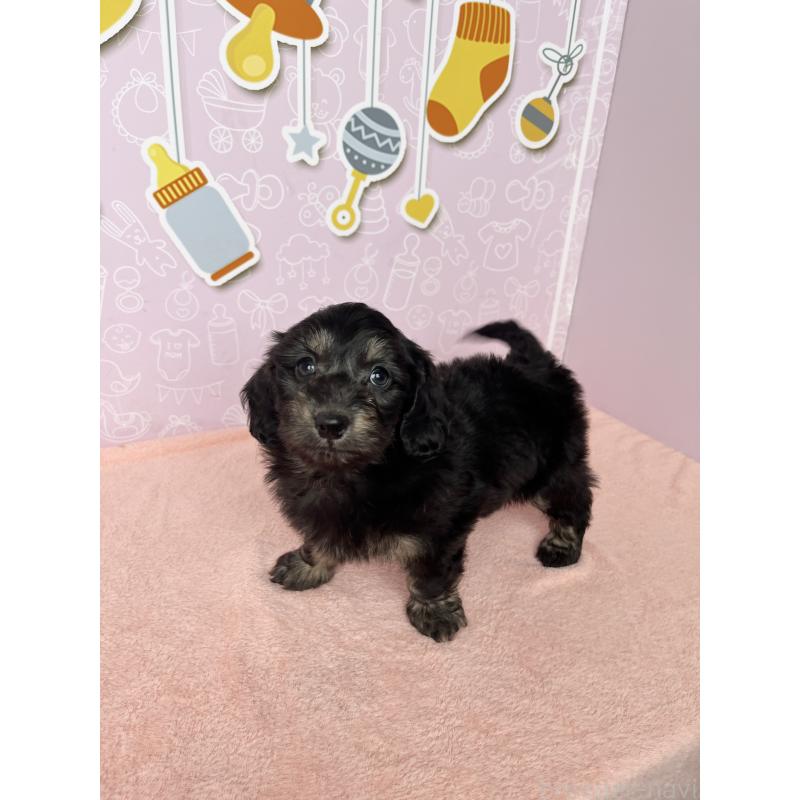 成約済の東京都のダップー:ミニチュアダックスフンド×トイプードル-422963の7枚目