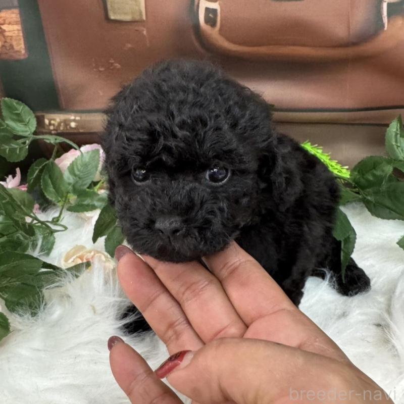 販売中の広島県のタイニープードル-425909の4枚目