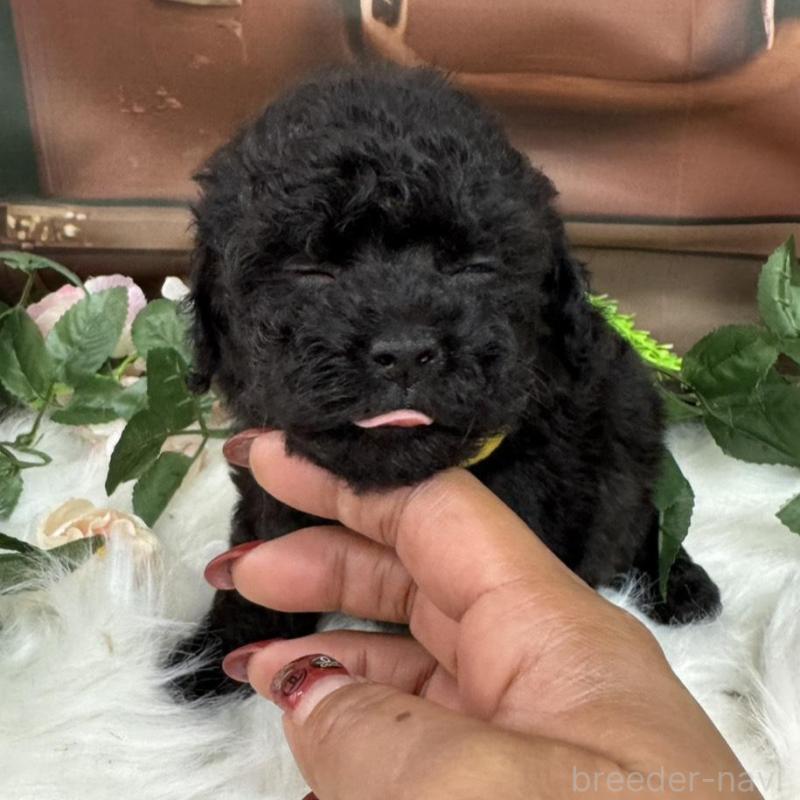 販売中の広島県のタイニープードル-425909の3枚目