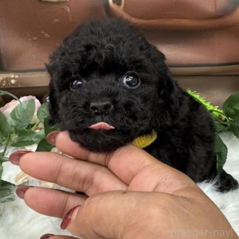 販売中の広島県のタイニープードル-425909の2枚目