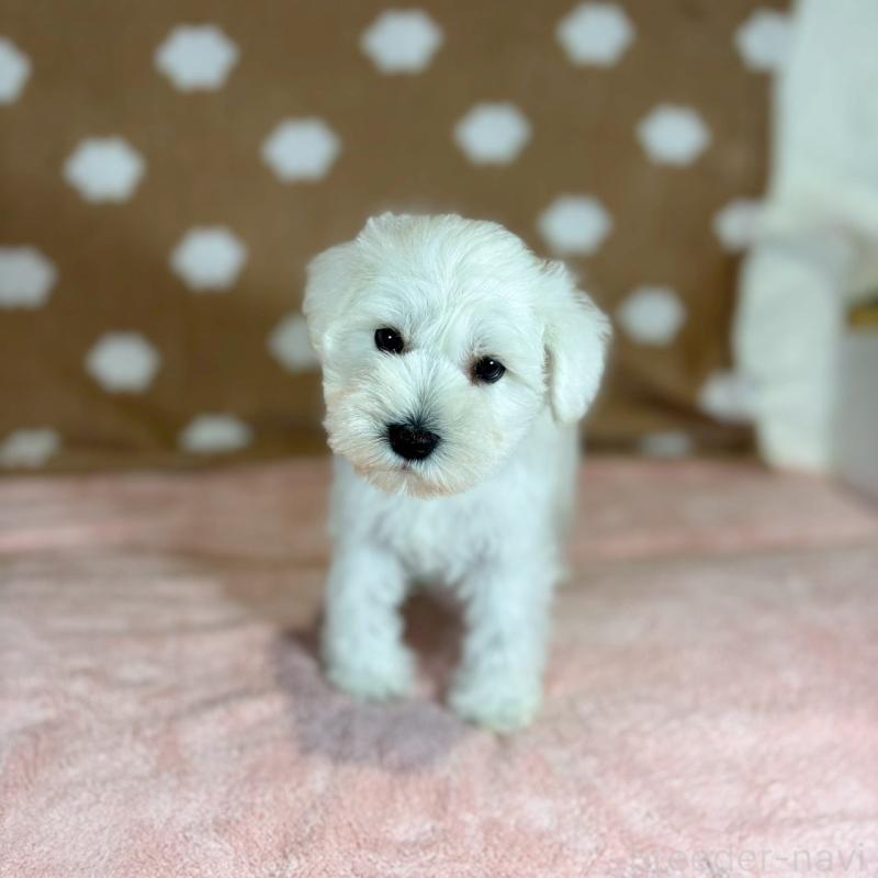 販売中の大阪府のミニチュアシュナウザー-425912の4枚目