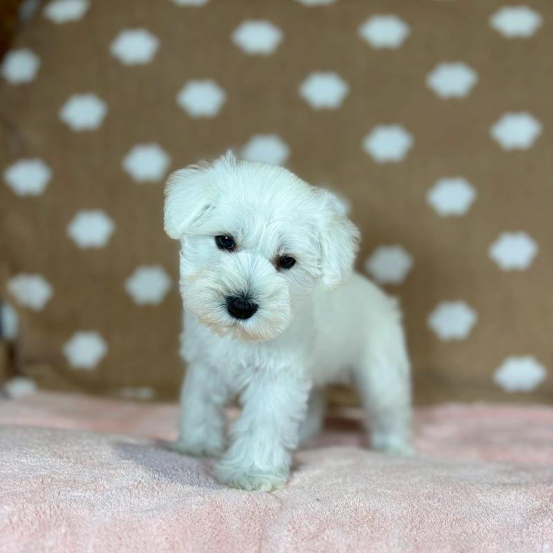 販売中の大阪府のミニチュアシュナウザー-425912の3枚目