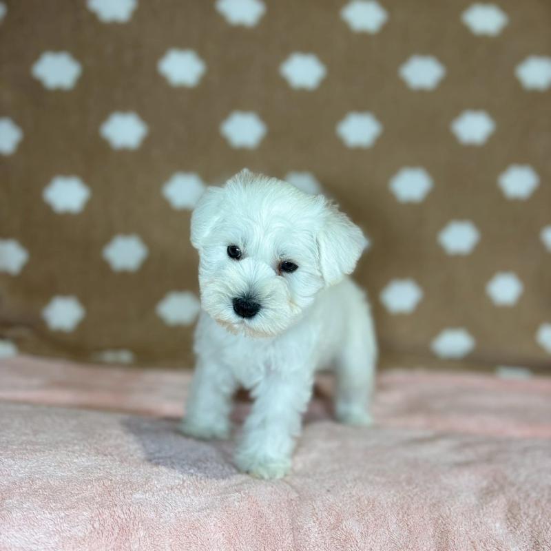 販売中の大阪府のミニチュアシュナウザー-425912の2枚目