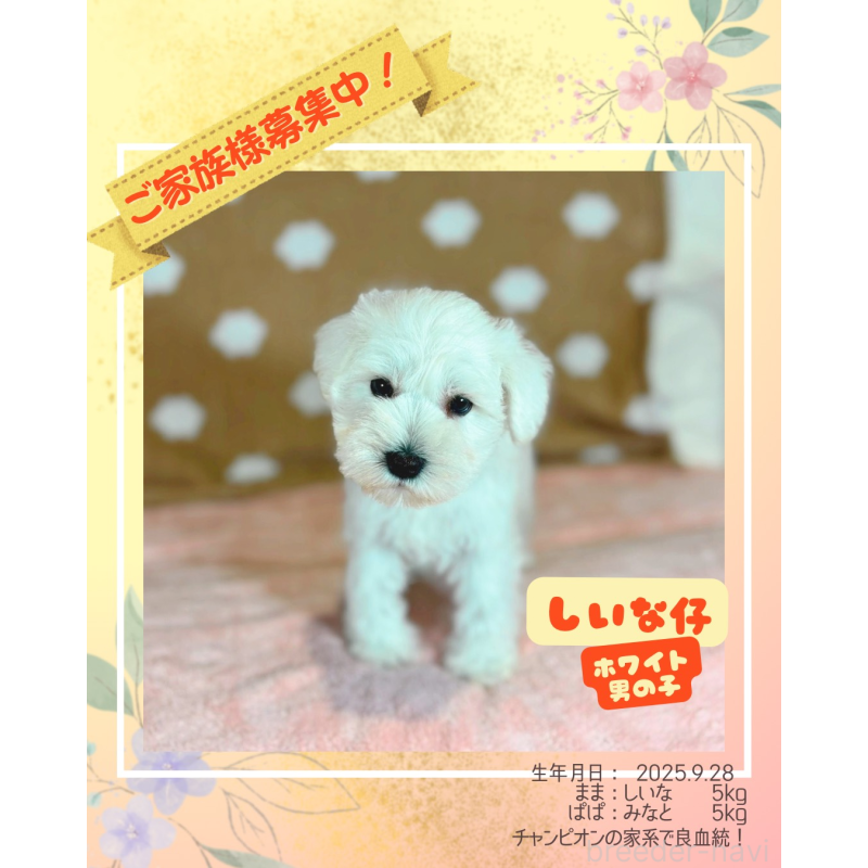 販売中ののミニチュアシュナウザー-425912