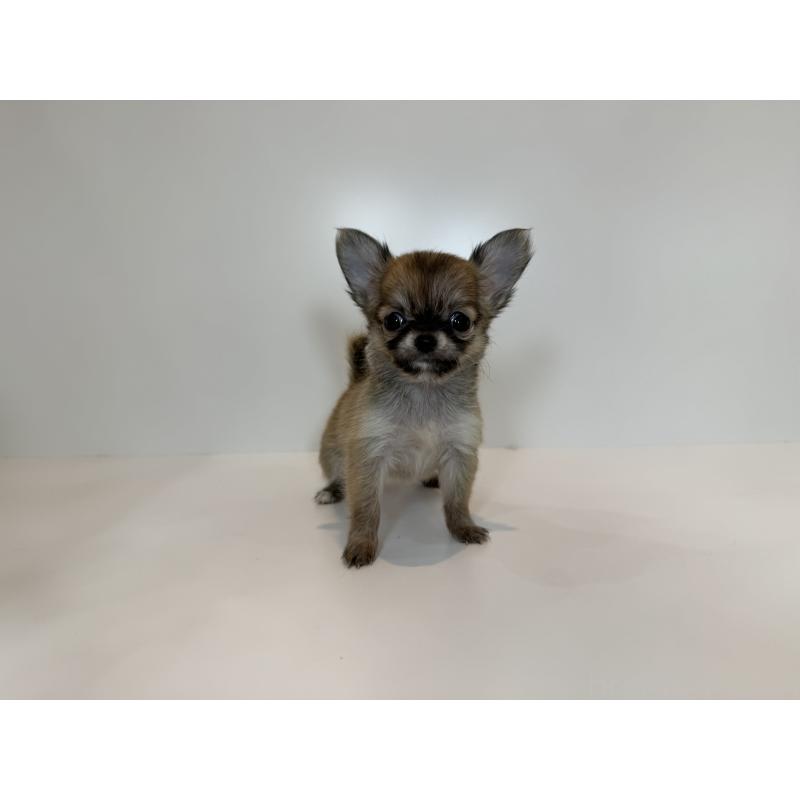 販売中の広島県のチワワ(ロングコート)-425911の3枚目