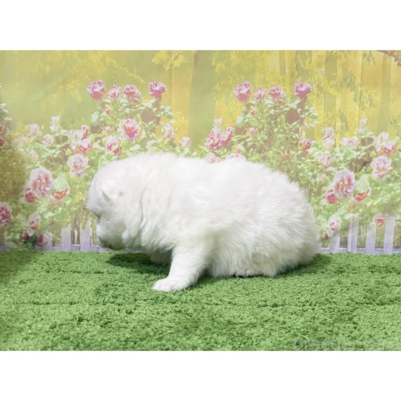 販売中の埼玉県の日本スピッツ-425913の3枚目