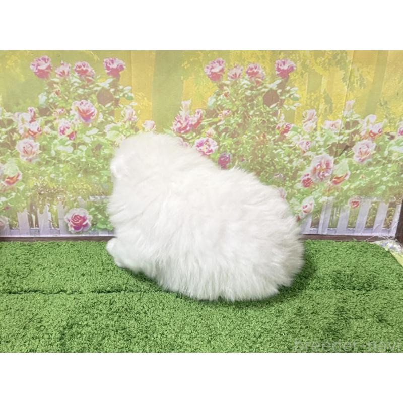 販売中の埼玉県の日本スピッツ-425913の2枚目