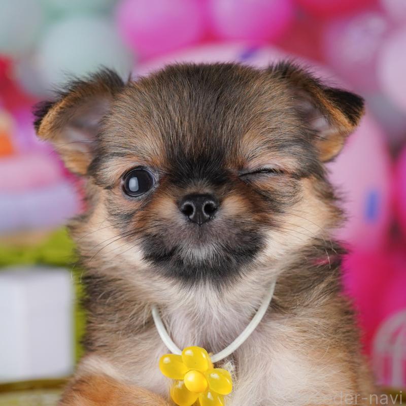 販売中の神奈川県のチワワ(ロングコート)-425916