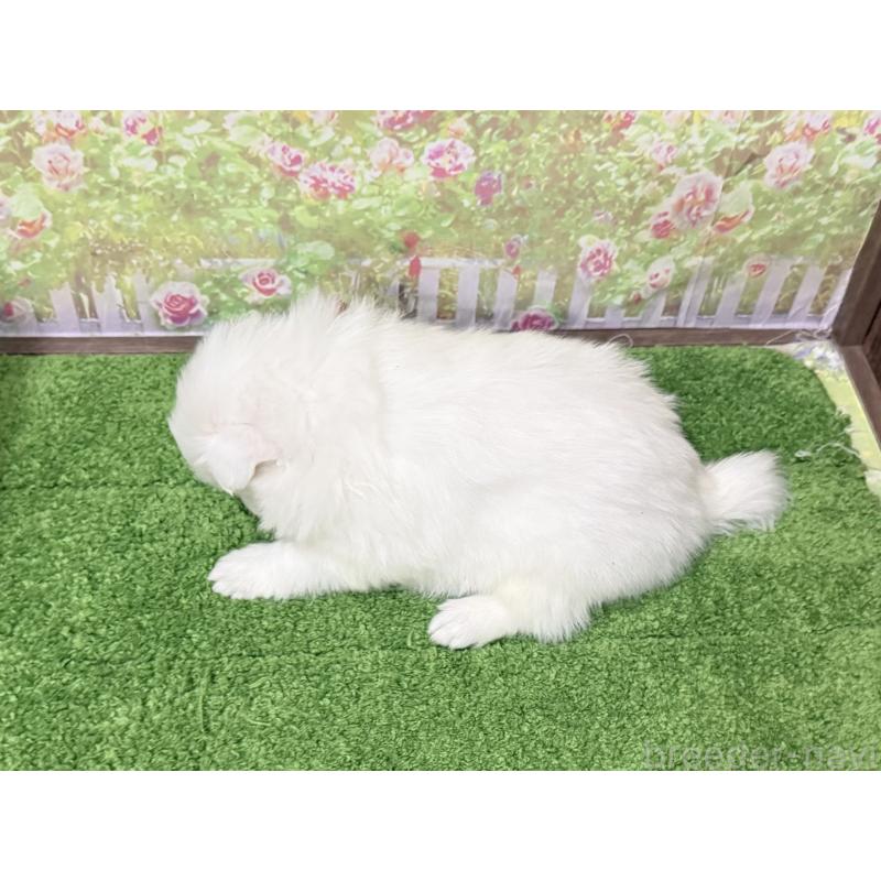 販売中の埼玉県の日本スピッツ-425914の3枚目