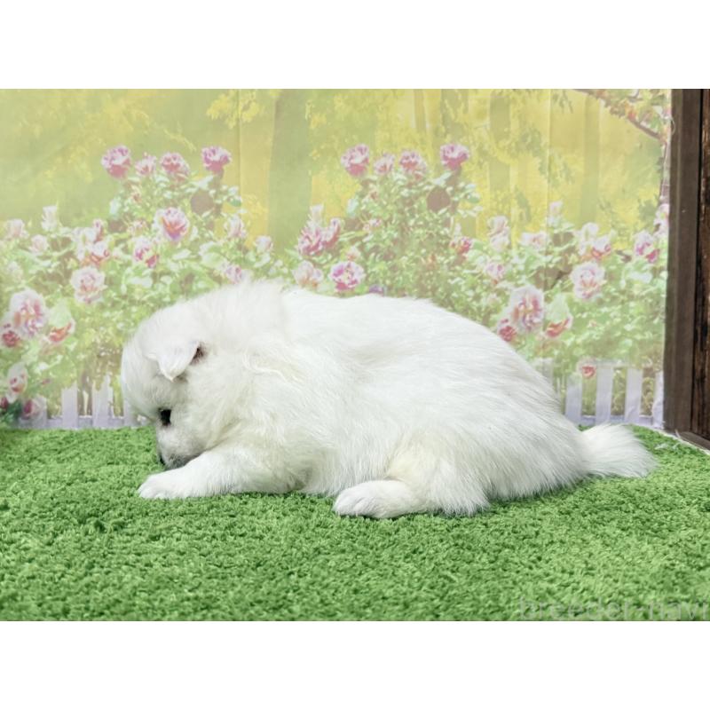 販売中の埼玉県の日本スピッツ-425914の2枚目