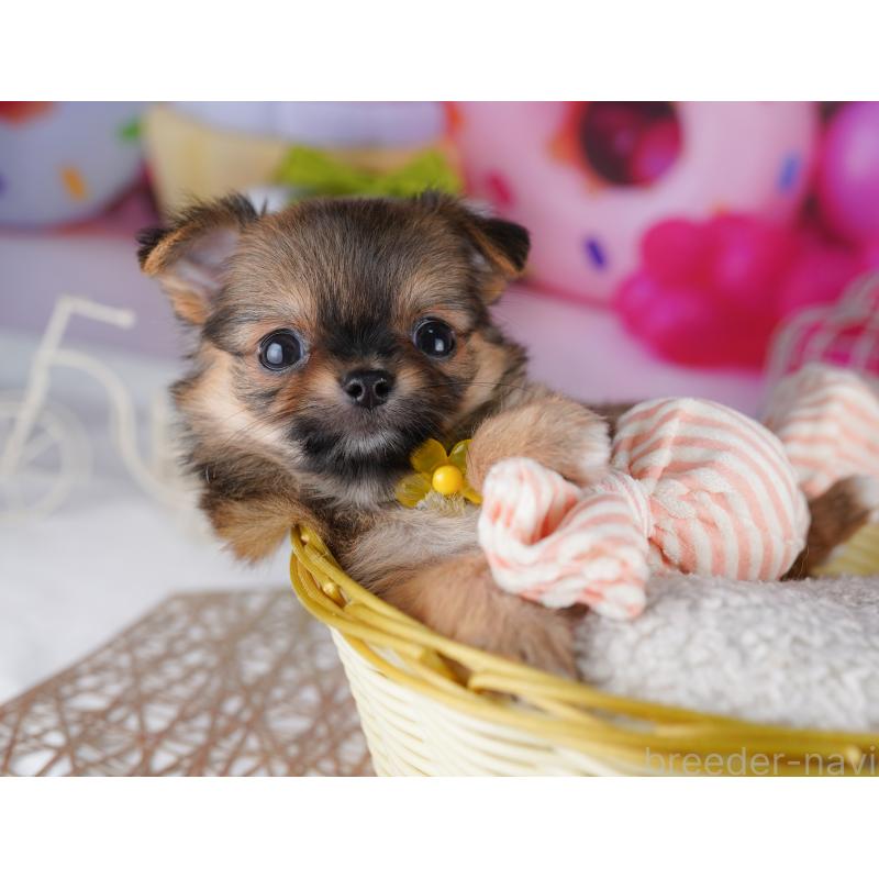 販売中の神奈川県のチワワ(ロングコート)-425916の16枚目