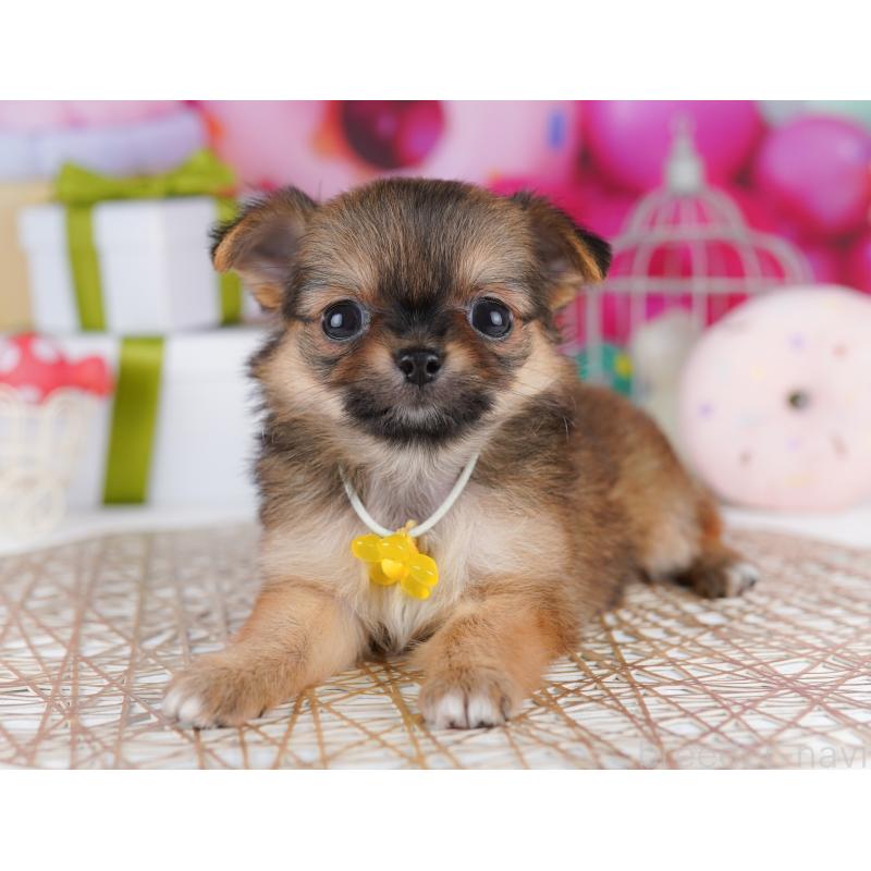 販売中の神奈川県のチワワ(ロングコート)-425916の13枚目