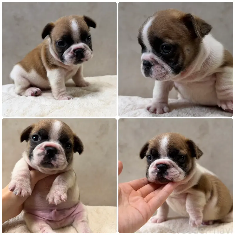 販売中の岡山県のフレンチブルドッグ-425917の1枚目