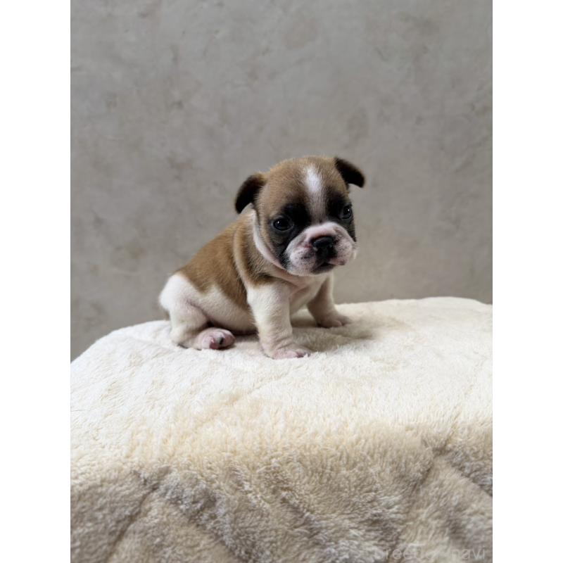 販売中の岡山県のフレンチブルドッグ-425917の9枚目