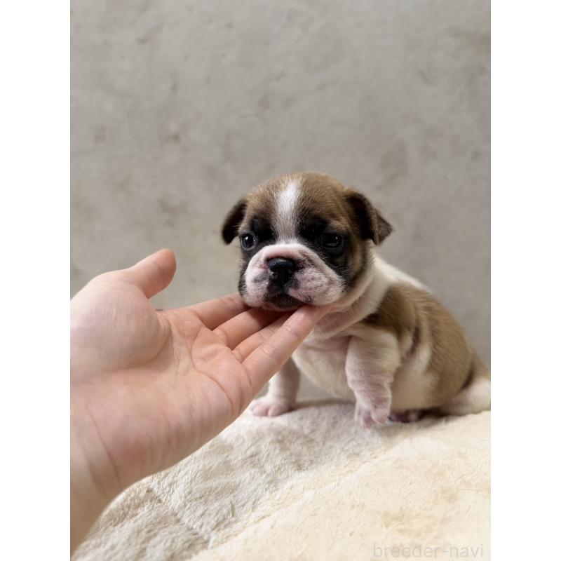 販売中の岡山県のフレンチブルドッグ-425917の8枚目