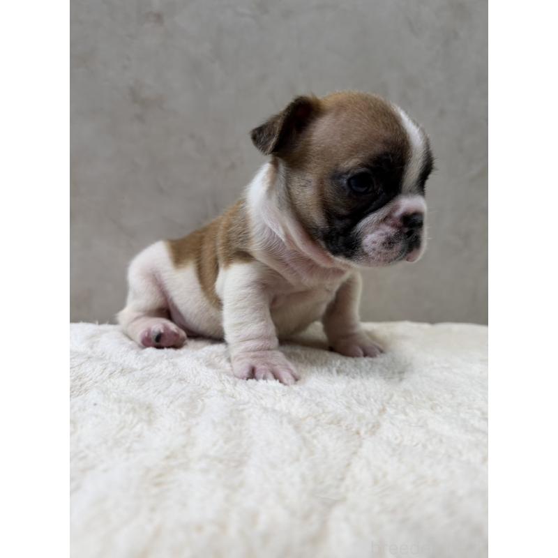 販売中の岡山県のフレンチブルドッグ-425917の7枚目