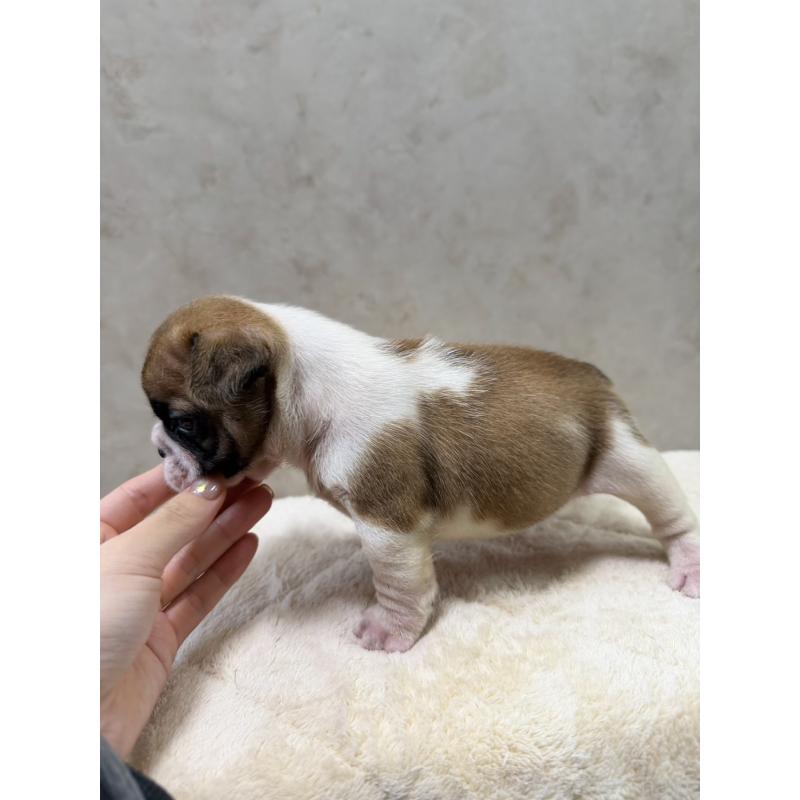 販売中の岡山県のフレンチブルドッグ-425917の6枚目