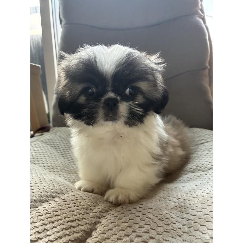 販売中の千葉県のミックス犬-425918の2枚目