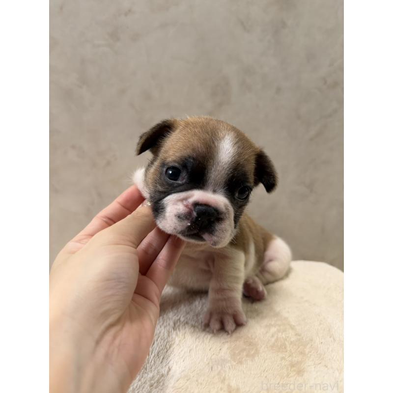 販売中の岡山県のフレンチブルドッグ-425917の5枚目