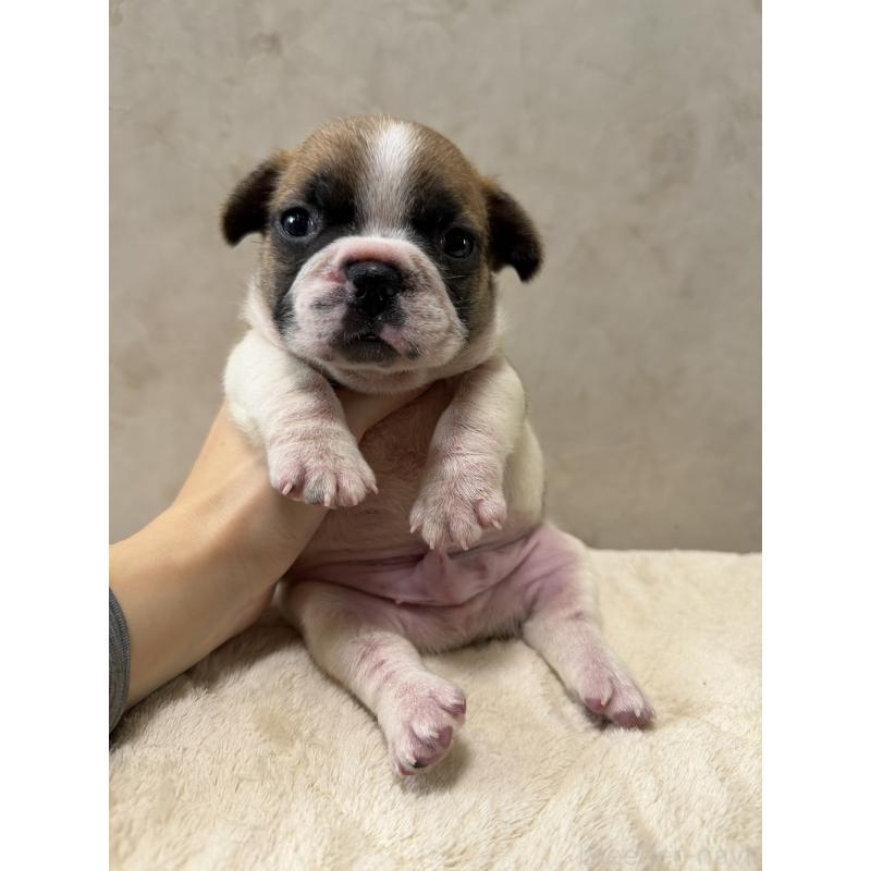 販売中の岡山県のフレンチブルドッグ-425917の4枚目