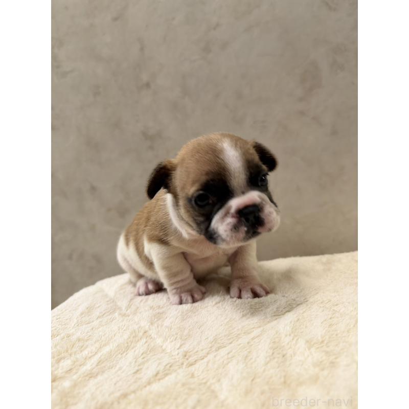 販売中の岡山県のフレンチブルドッグ-425917の3枚目