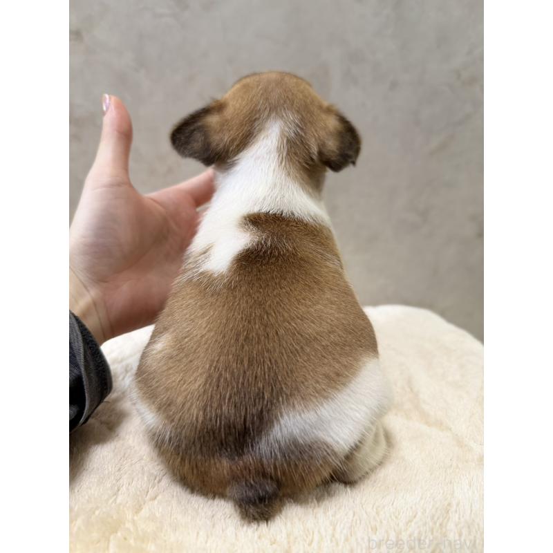 販売中の岡山県のフレンチブルドッグ-425917の2枚目