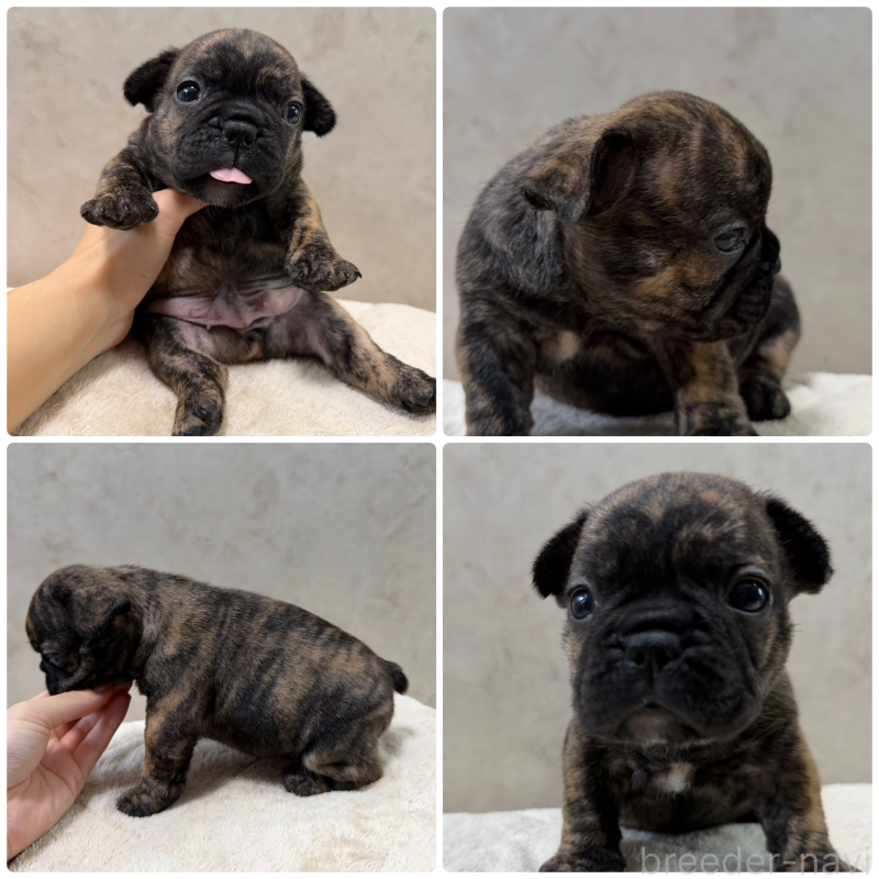 販売中の岡山県のフレンチブルドッグ-425919の1枚目