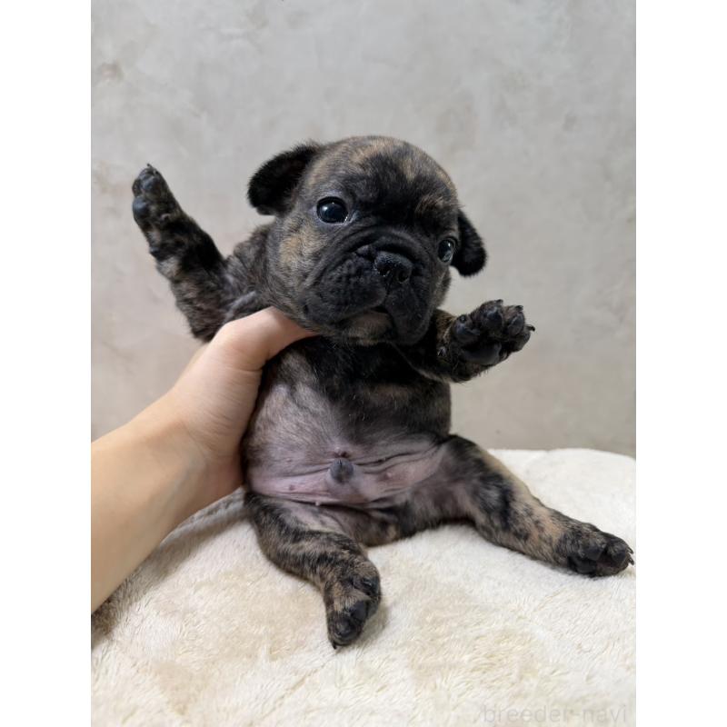 販売中の岡山県のフレンチブルドッグ-425919の9枚目