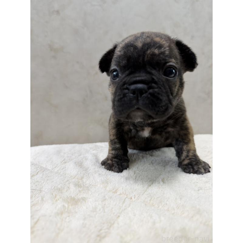 販売中の岡山県のフレンチブルドッグ-425919の8枚目