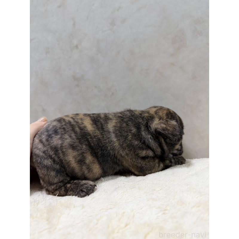 販売中の岡山県のフレンチブルドッグ-425919の7枚目