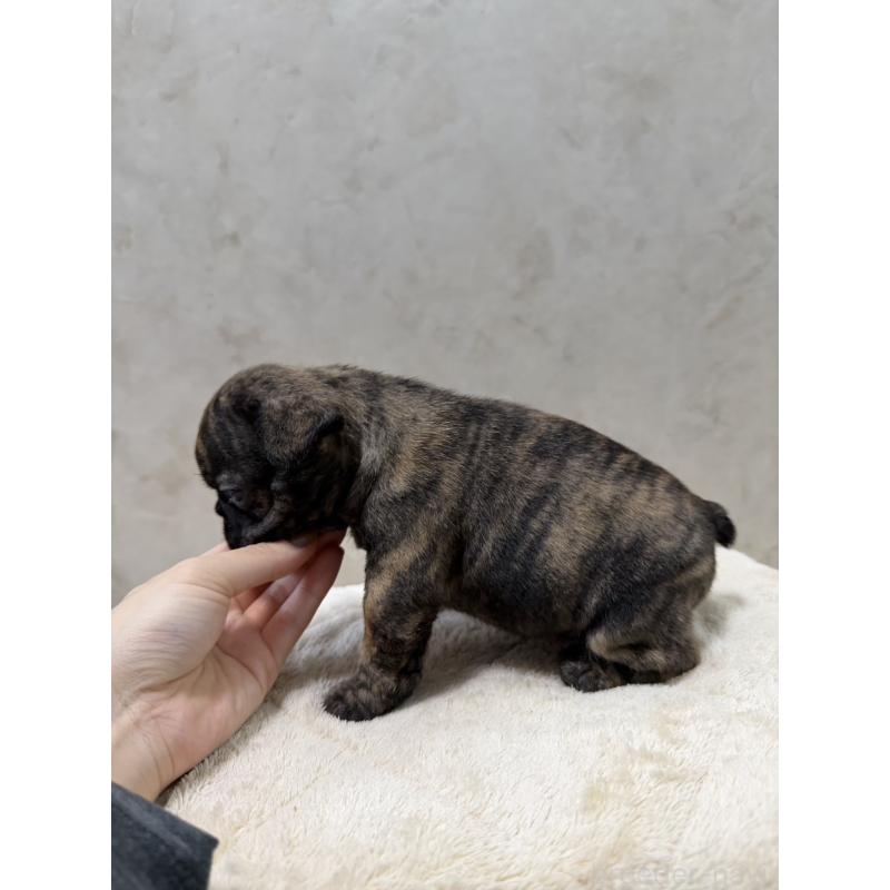 販売中の岡山県のフレンチブルドッグ-425919の6枚目