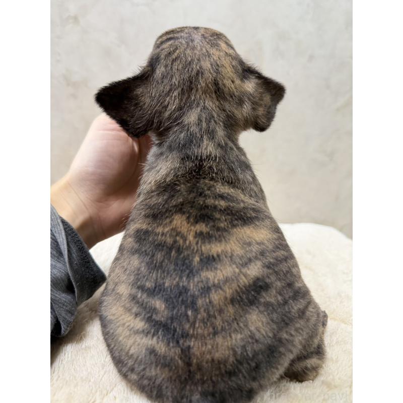 販売中の岡山県のフレンチブルドッグ-425919の5枚目