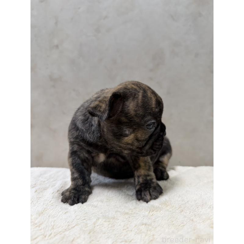 販売中の岡山県のフレンチブルドッグ-425919の4枚目