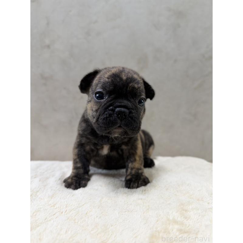 販売中の岡山県のフレンチブルドッグ-425919の3枚目