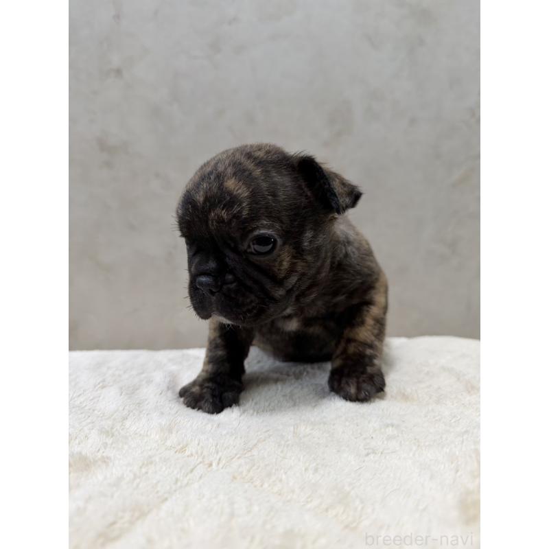 販売中の岡山県のフレンチブルドッグ-425919の2枚目