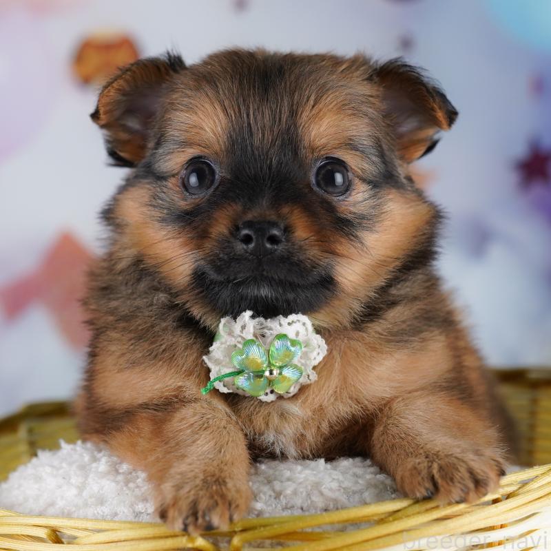 販売中の神奈川県のポメチワ:ポメラニアン×チワワ-425921の14枚目