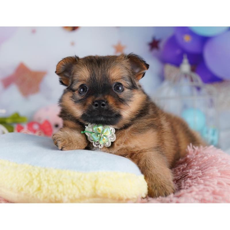 販売中の神奈川県のポメチワ:ポメラニアン×チワワ-425921の13枚目