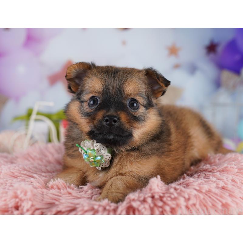 販売中の神奈川県のポメチワ:ポメラニアン×チワワ-425921の12枚目