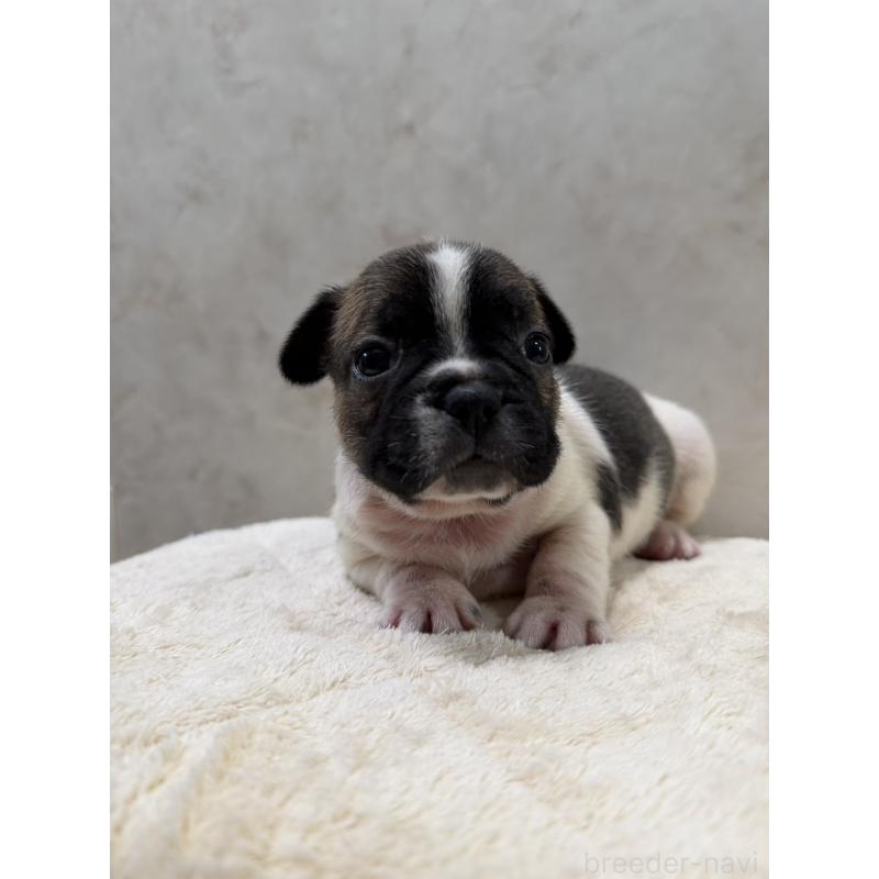 販売中の岡山県のフレンチブルドッグ-425920の9枚目