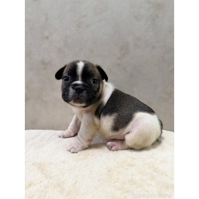 販売中の岡山県のフレンチブルドッグ-425920の8枚目