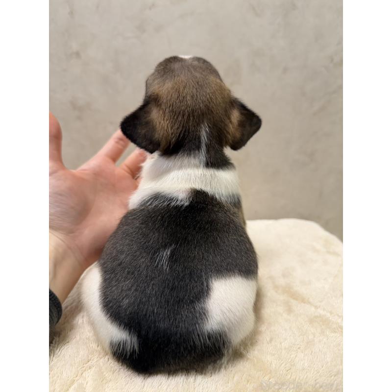 販売中の岡山県のフレンチブルドッグ-425920の7枚目