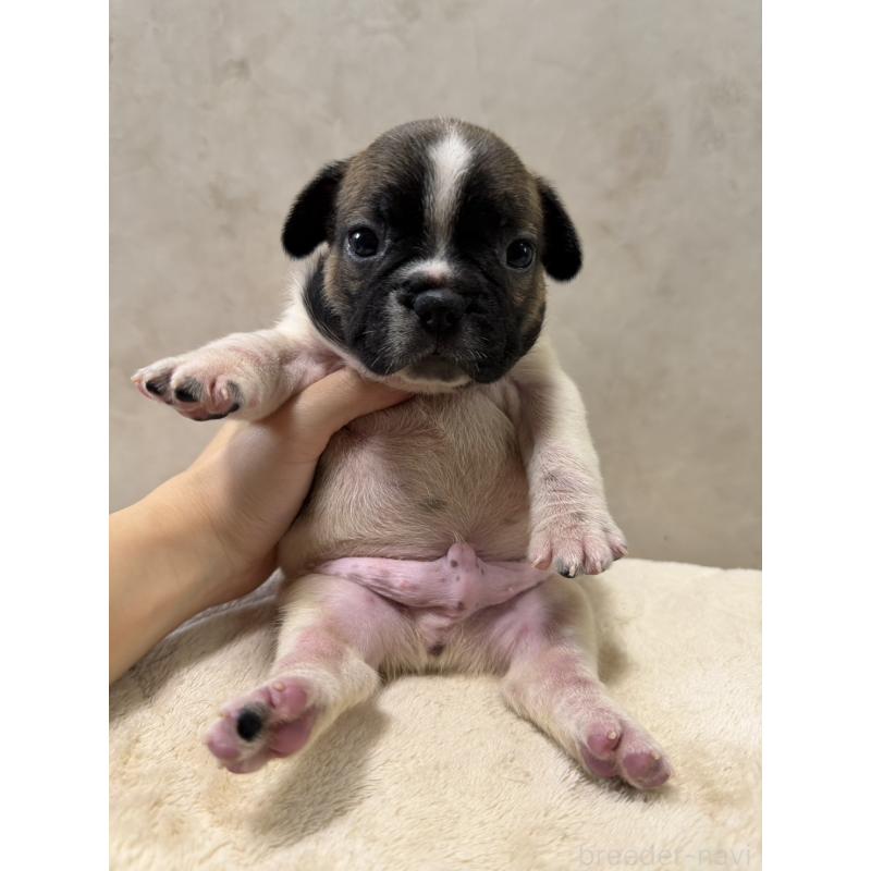 販売中の岡山県のフレンチブルドッグ-425920の6枚目