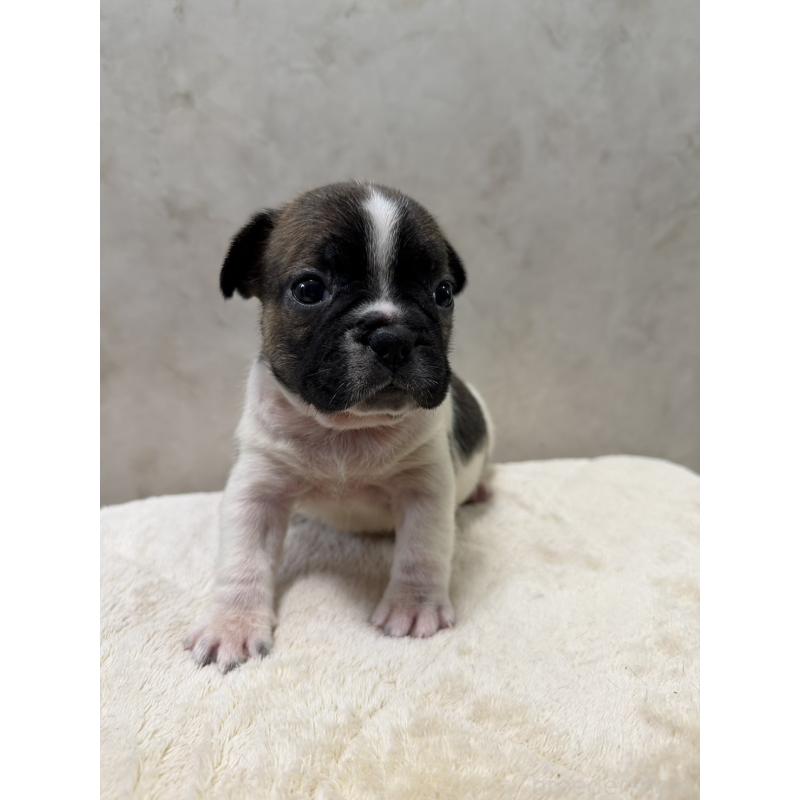 販売中の岡山県のフレンチブルドッグ-425920の5枚目