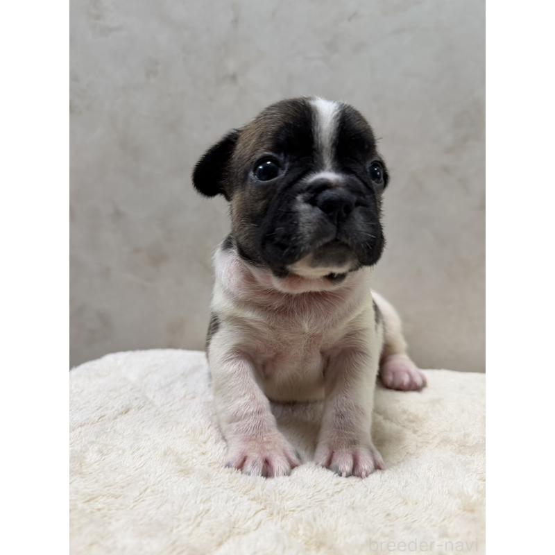 販売中の岡山県のフレンチブルドッグ-425920の4枚目