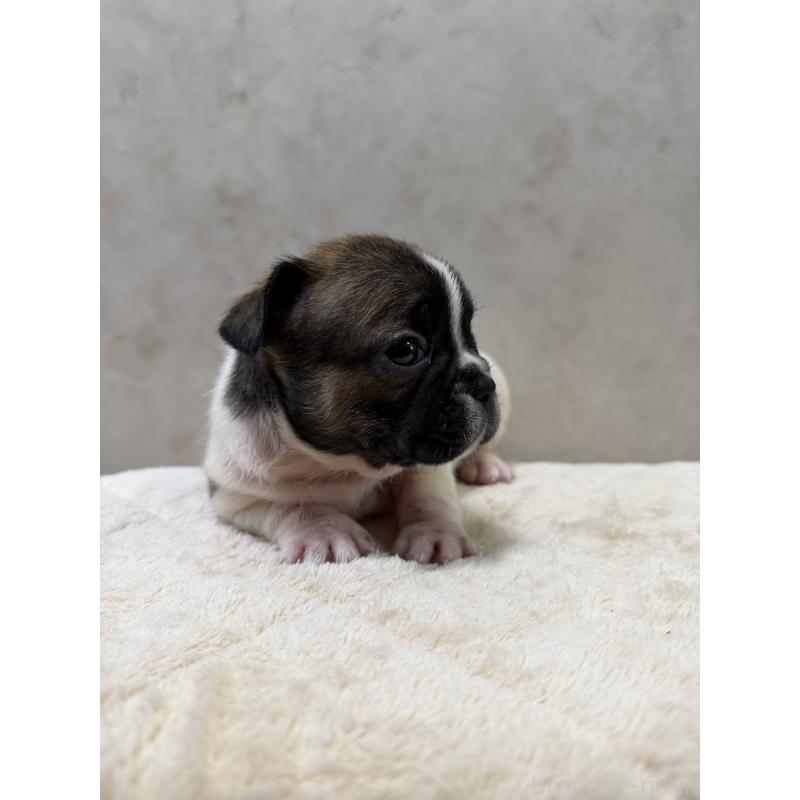 販売中の岡山県のフレンチブルドッグ-425920の3枚目