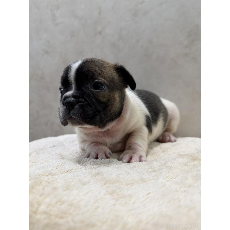 販売中の岡山県のフレンチブルドッグ-425920の2枚目