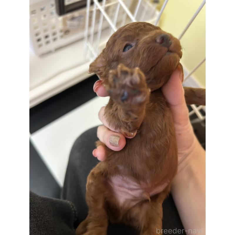 販売中の愛媛県のタイニープードル-424056の4枚目