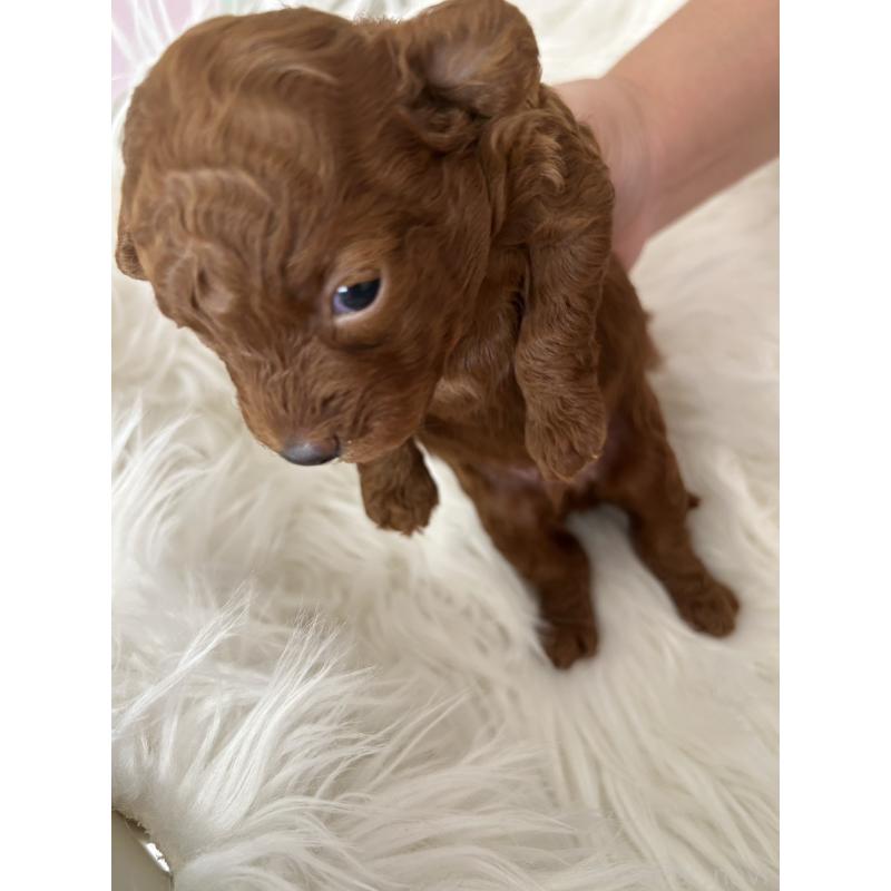 販売中の愛媛県のタイニープードル-424056の3枚目