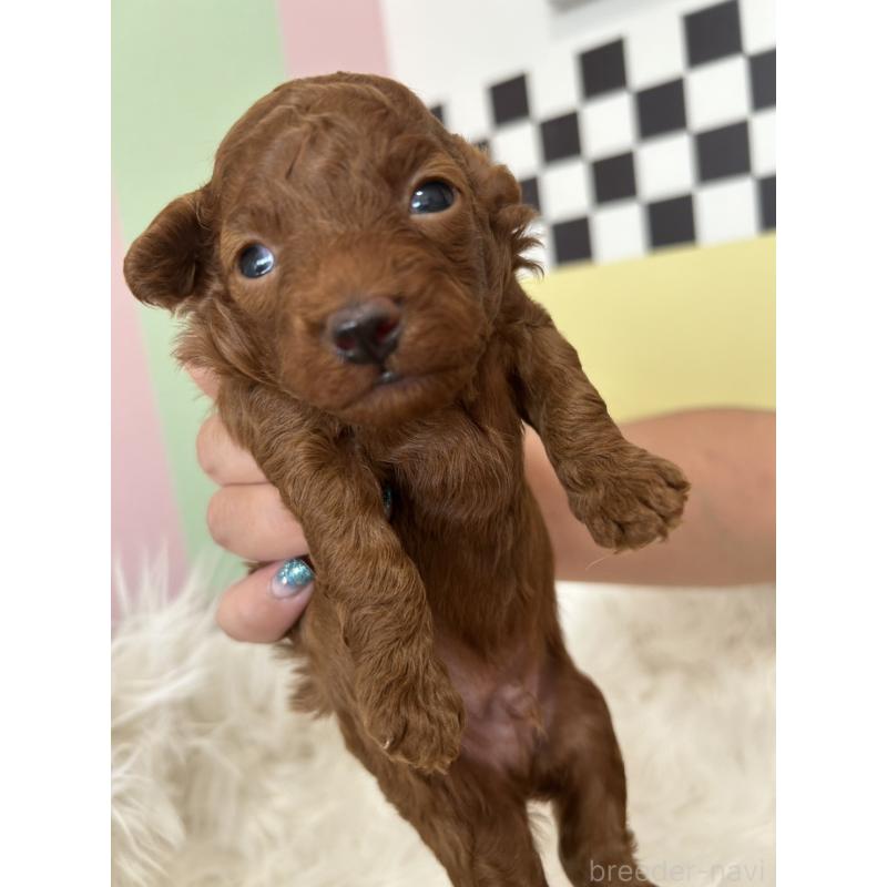 販売中の愛媛県のタイニープードル-424056の2枚目