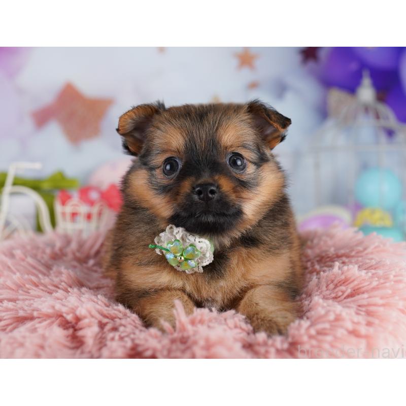 販売中の神奈川県のポメチワ:ポメラニアン×チワワ-425921の9枚目